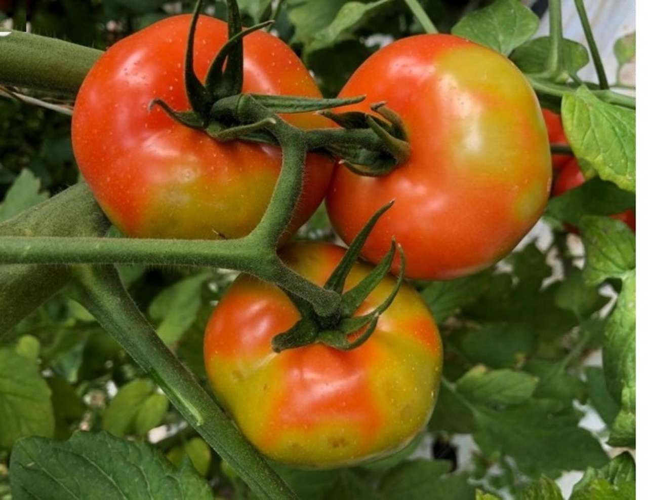Senasa declaró alerta fitosanitaria por virus rugoso del tomate en La Plata y Mar del Plata