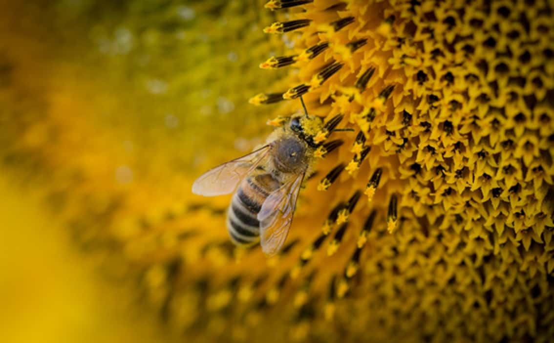 El 75% de los cultivos en el mundo se benefician con la polinización de las abejas.