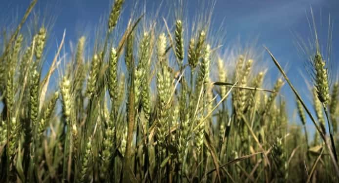 Las recientes lluvias favorecieron el estado del cultivo de trigo.