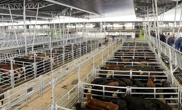 La hacienda en pie subió casi 40 por ciento y le mete presión a los precios de la carne