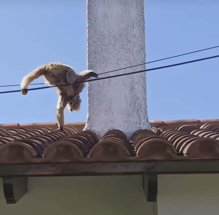 El rescate de un mono reactiva las alarmas del mascotismo en la ciudad