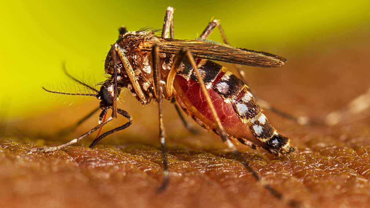 La Provincia estableció pautas de prevención y acción frente al aumento de mosquitos