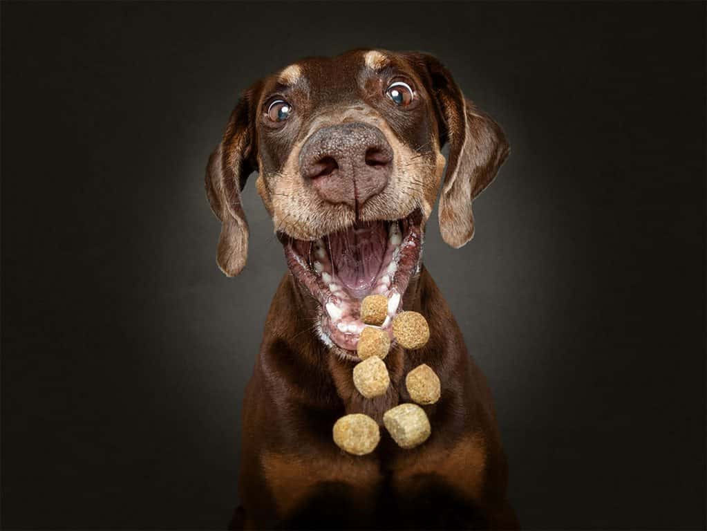 Emoción y alegría, la sensaciones de los perros captadas por el fotógrafo Christian Vieler.