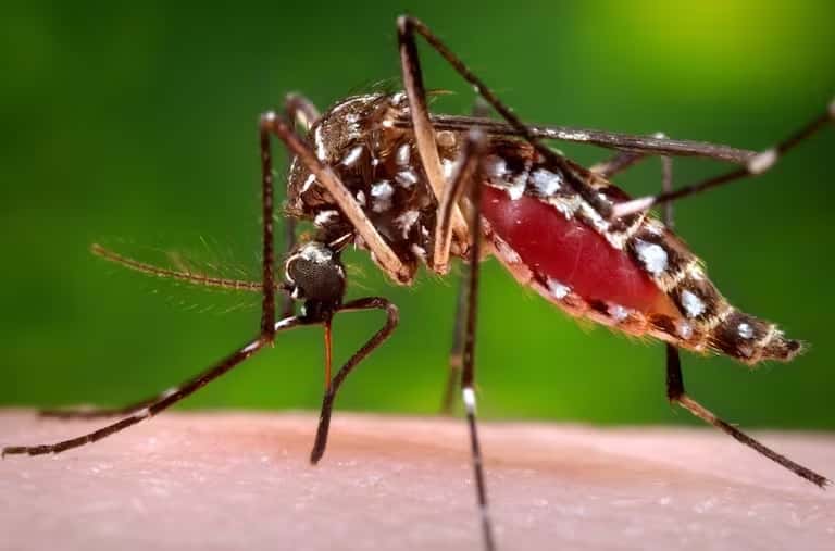 Cuáles son los síntomas, cómo se transmite, se trata y se previene el dengue
