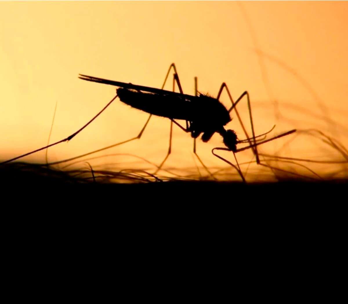 El mosquito presente en Tandil podría transmitir la encefalitis equina