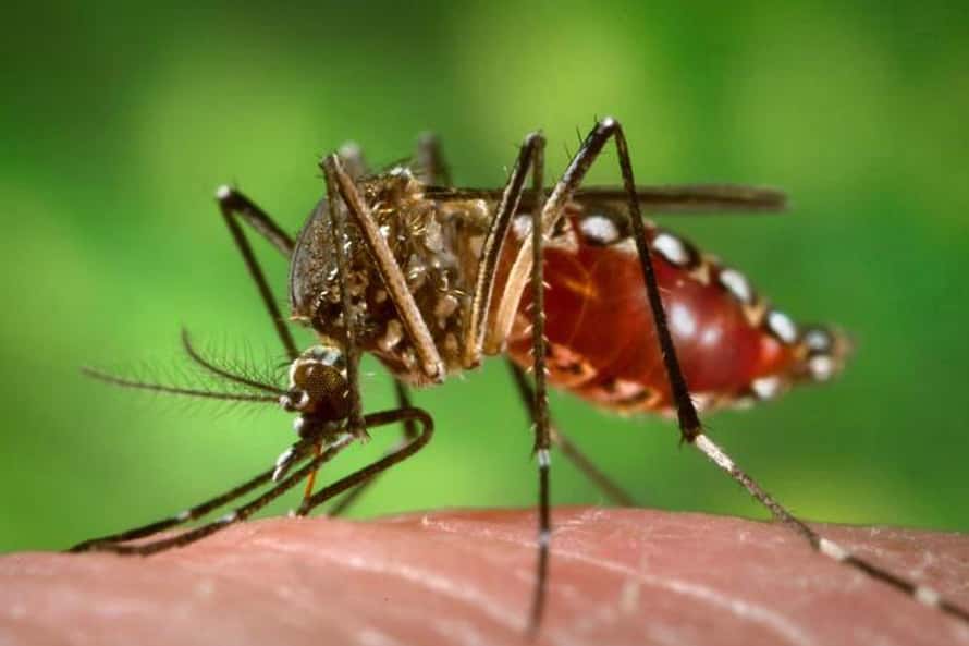 Cómo hacerle frente a los dos mosquitos de temporada: aedes albofasciatus y el aedes aegypti