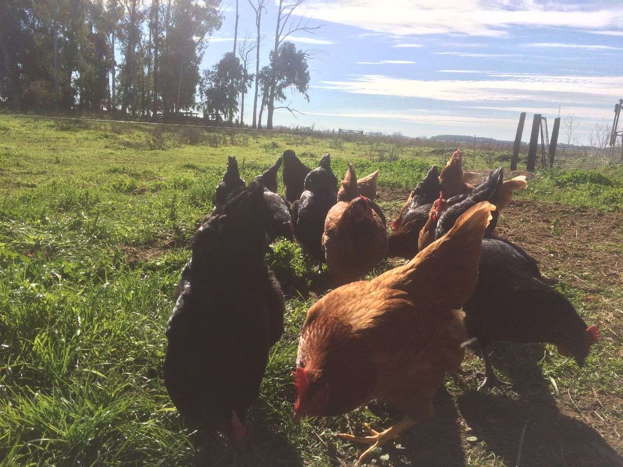 EL ECO CAMPO: El consumo de productos avícolas libres de jaula tiene sus proveedores en TandiL
