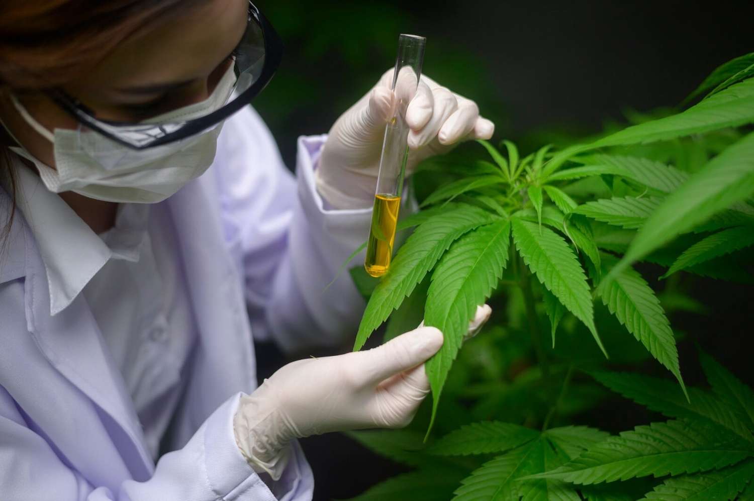 Un nuevo estudio comprobó los beneficios de tratamiento con cannabis medicinal.