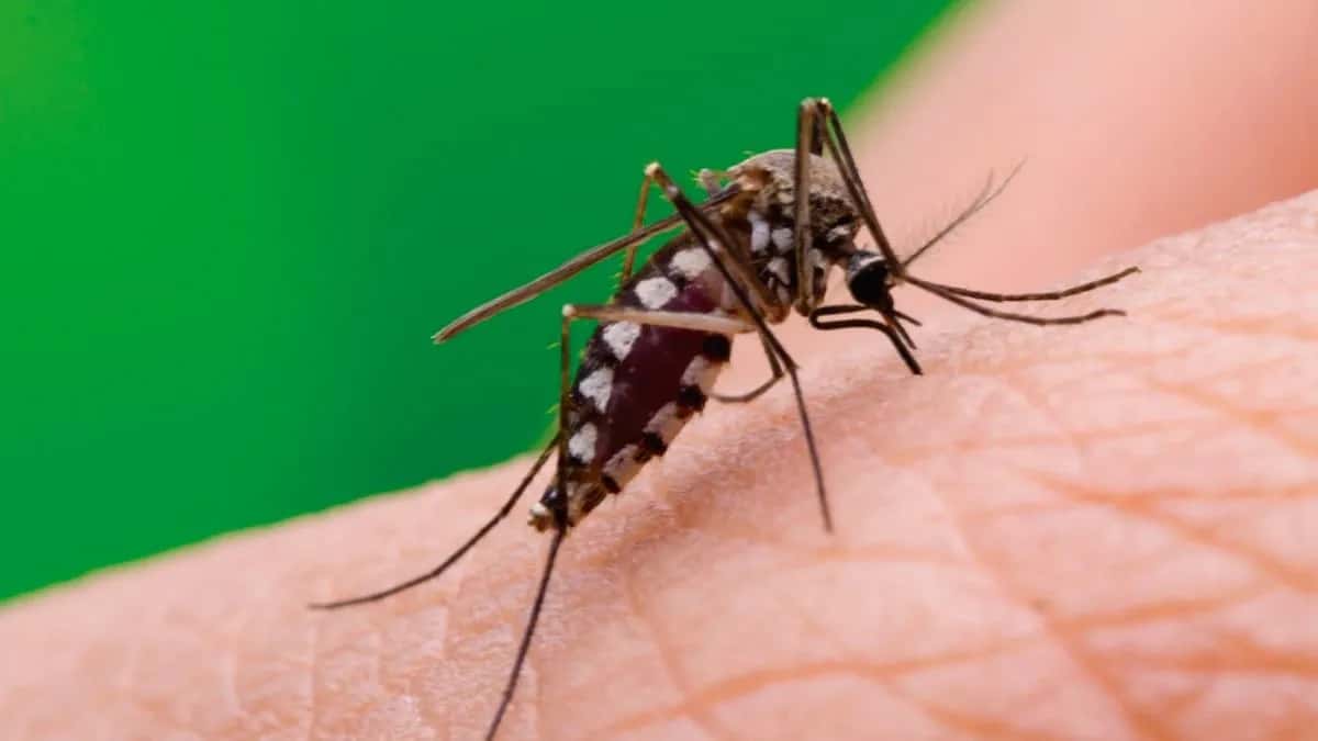 Los casos de dengue superan los 78 mil en la Provincia