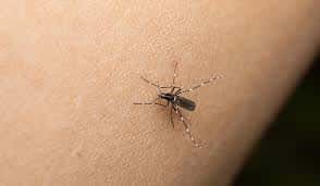 Más de 100 casos en estudio de dengue en la ciudad.