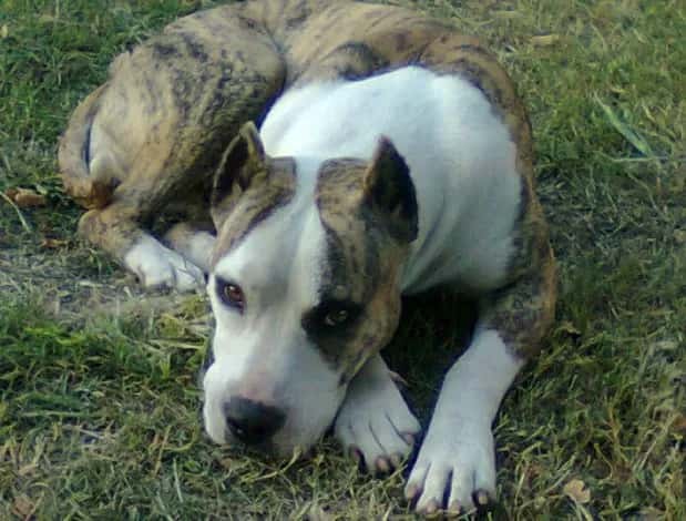 La cruza entre pitbull y dogo argentino se denomina Pampa, aunque es una raza que no está oficialmente reconocida.
