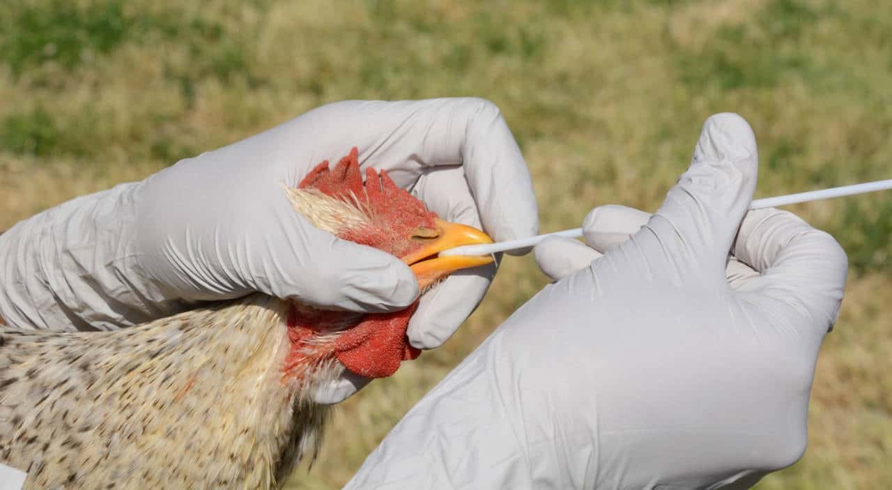 Alarma por cepa de la gripe aviar que está matando a la fauna sudamericana