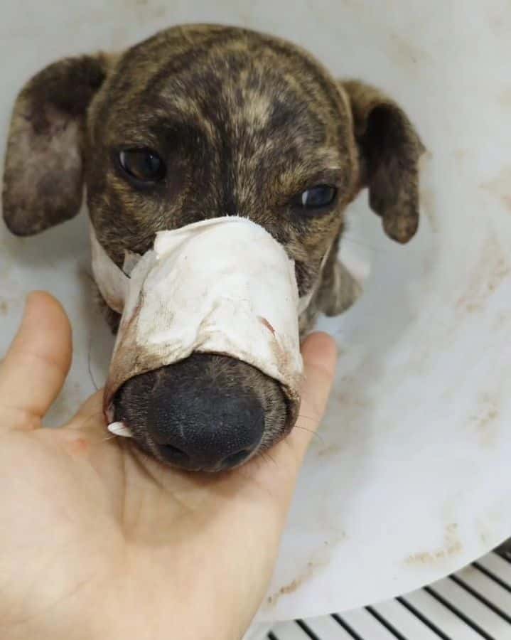 Solicitan ayuda para solventar los gastos de operación de un perro que fue atacado por un pitbull