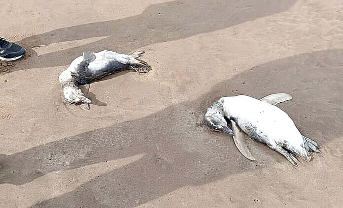 Vecinos de la ciudad de Mar del Plata se vienen asombrando al encontrar decenas de pingüinos muertos en las playas