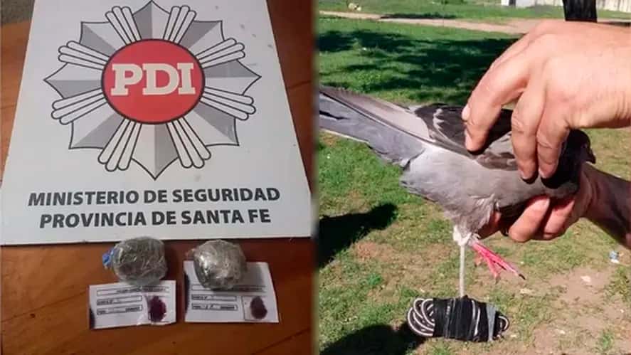Insólito: "detuvieron" a una paloma por intentar ingresar marihuana en una cárcel