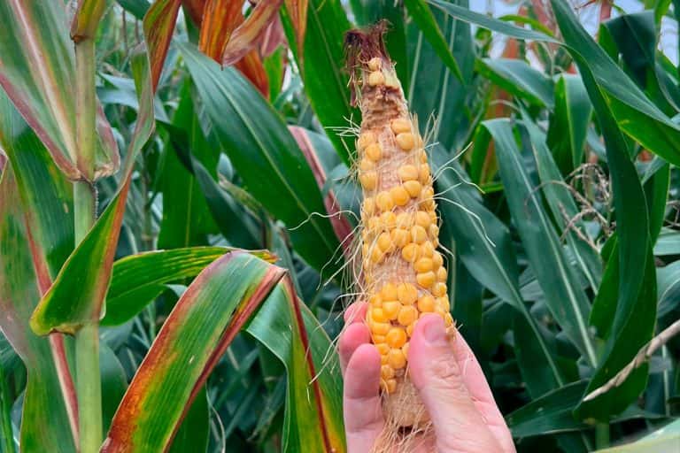 Chicharrita: Aapresid recomendó la eliminación de maíces guachos