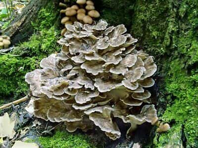 maitake