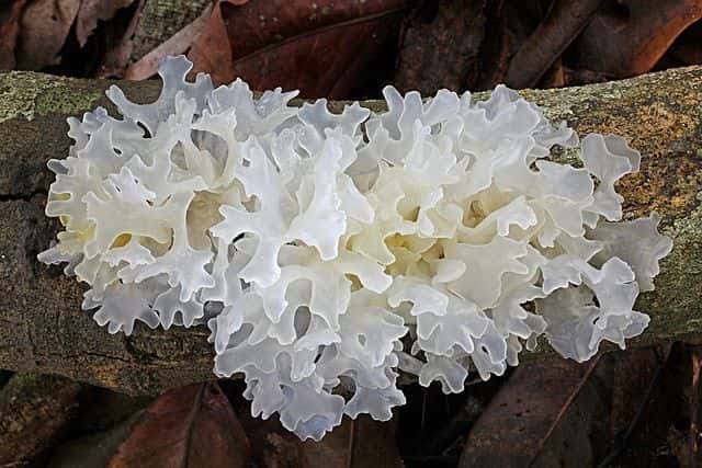 tremella