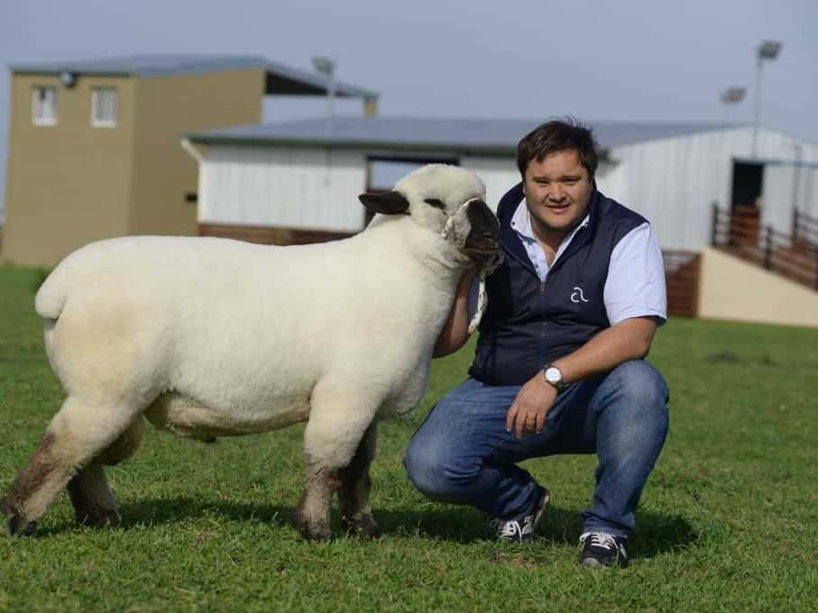 EL ECO CAMPO: La raza ovina Hampshire Down transita una etapa de expansión en la producción nacional