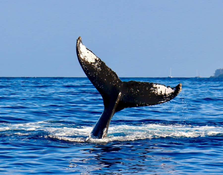 ballena - 2