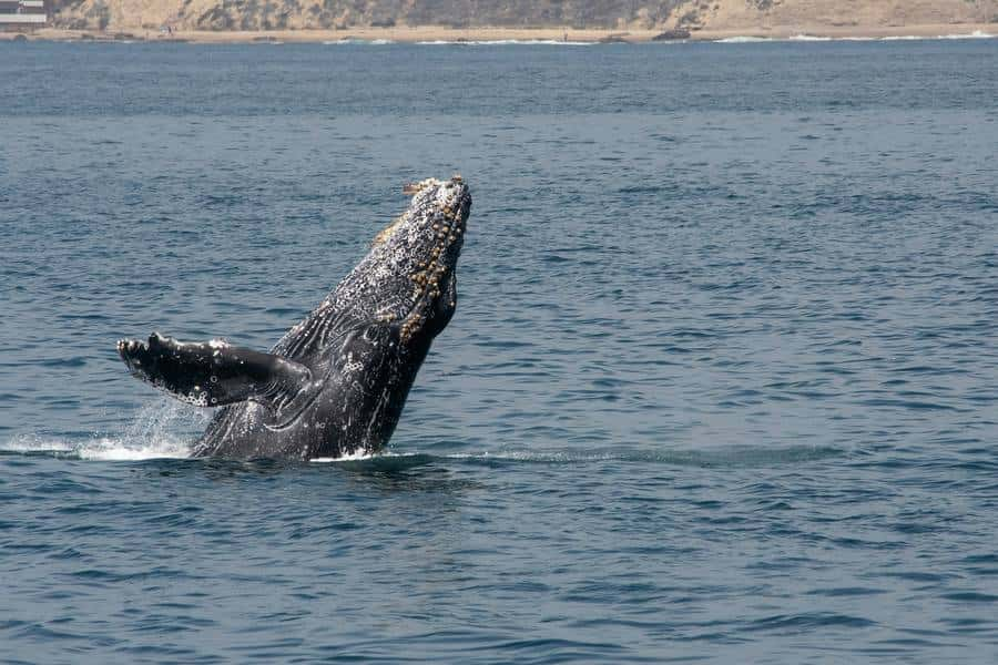 Es físicamente imposible que una ballena jorobada se trague a una persona