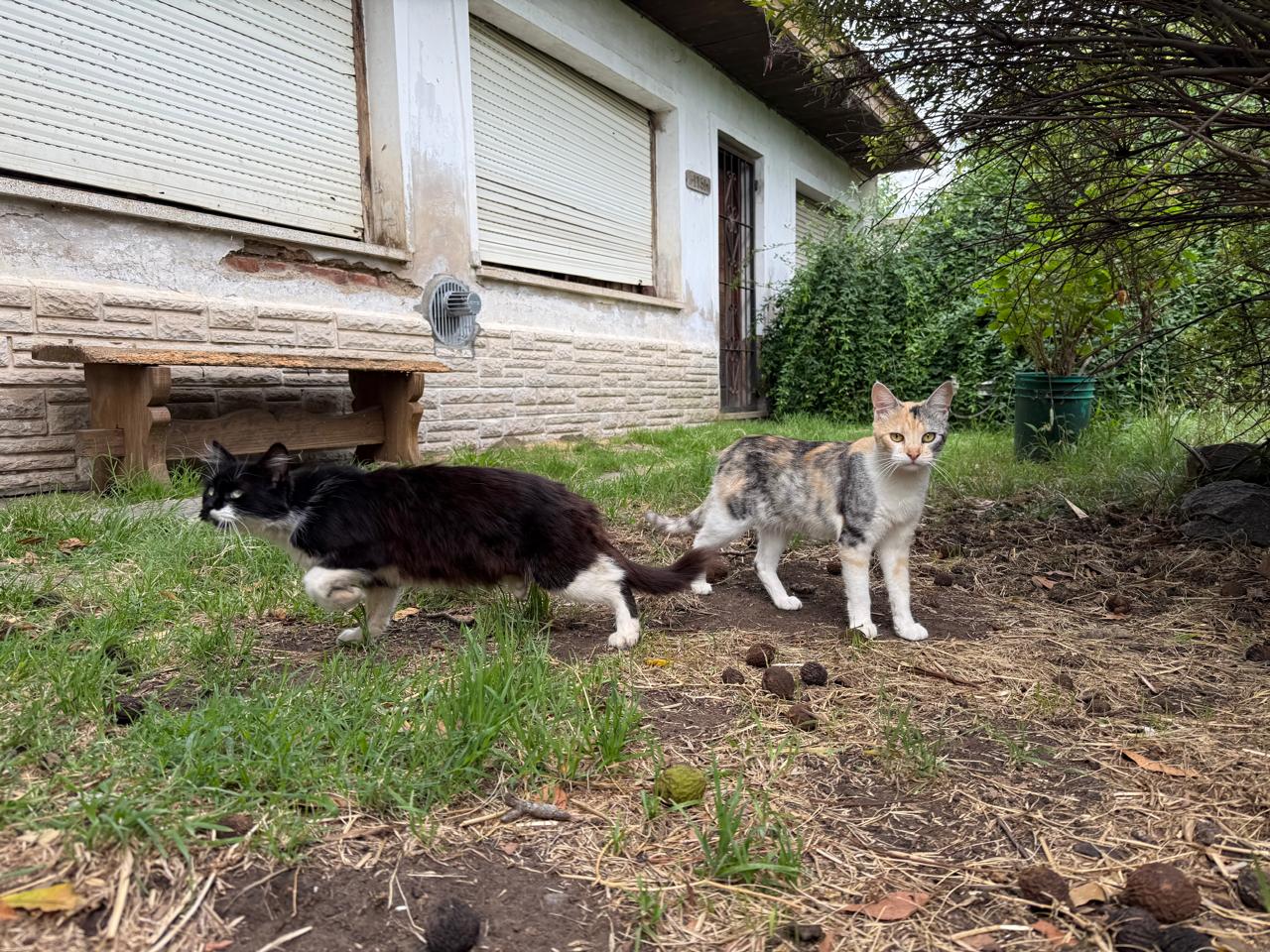 Falleció una mujer que tenía 40 gatos, sus allegados se hicieron cargo y piden ayuda a Bromatología