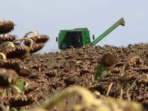 Mejoró la condición hídrica de la soja y el maíz tras las lluvias