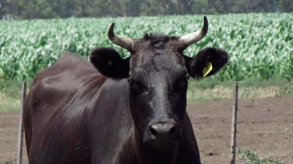 Criaron wagyu en Tandil y ahora exportan su carne premium a Europa