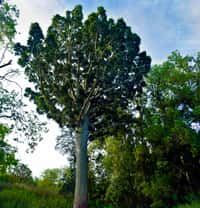 El imperdible tesoro natural único de Sudamérica en Buenos Aires