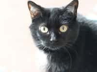 Nevermore y el pueblo al revés