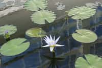 Tips para crear jardines acuáticos en casa