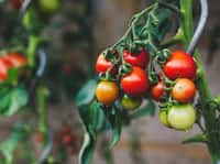 Proteger las plantas de tomates en verano