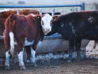 Recomendaciones del Inta para la ganadería ante la ola de calor