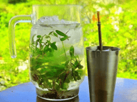 Receta para preparar el mejor tereré