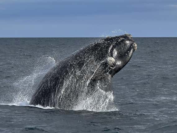 Tres ballenas disfrutaron del domingo en Mar de Ajó, paseando cerca de la costa