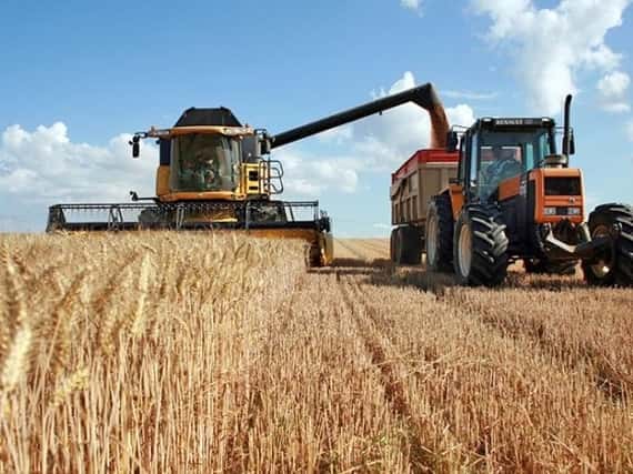 La cosecha de trigo 2024/25 fue de 18,6 millones de toneladas