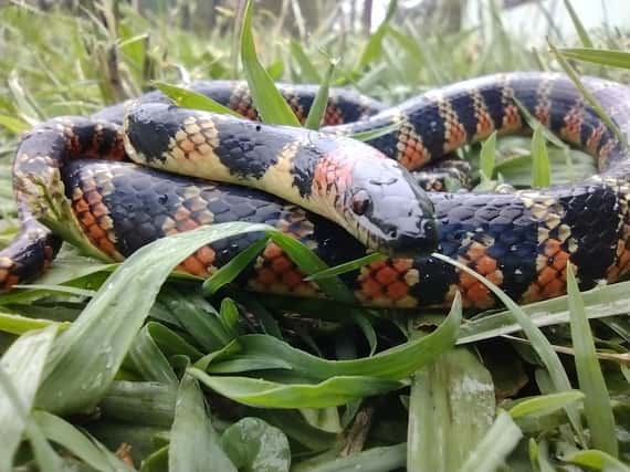 Verano, urbanización e incendios: un camino hacia el encuentro con serpientes, que no debes temer