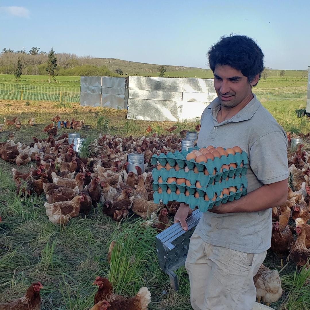 Crece la tendencia de producir huevos de gallinas libres de jaula