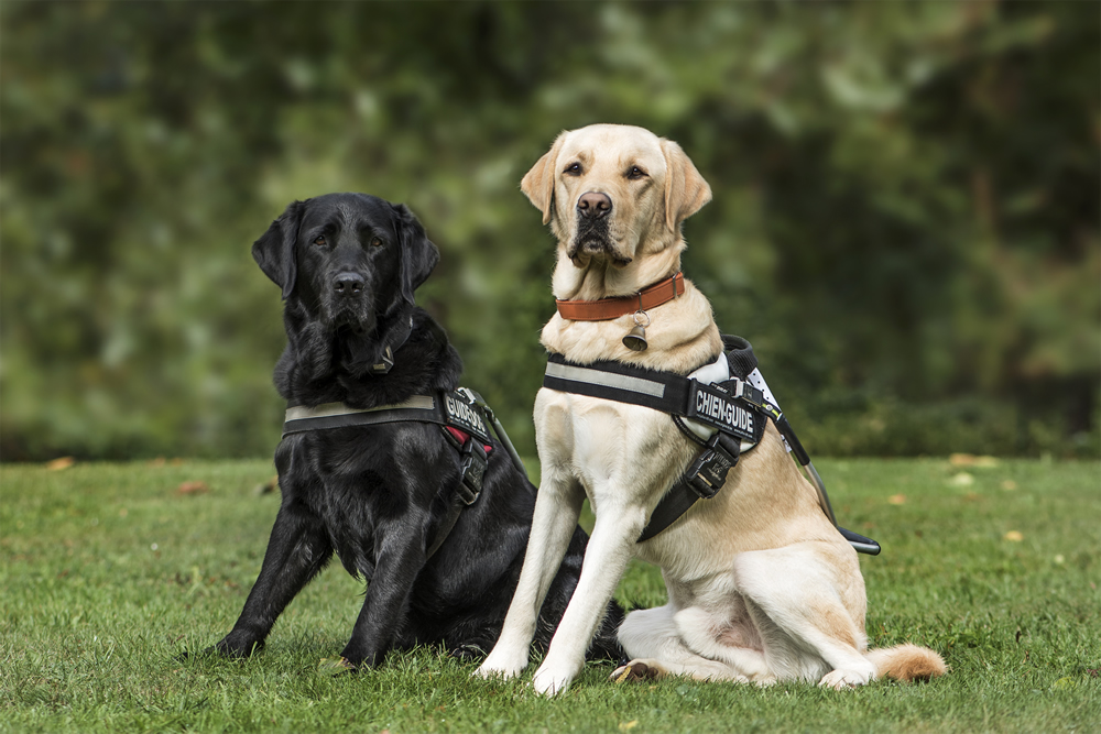Qué dice la ley de perros de asistencia que se está por aprobar en la Qué dice la ley de perros de asistencia que se está por aprobar en la