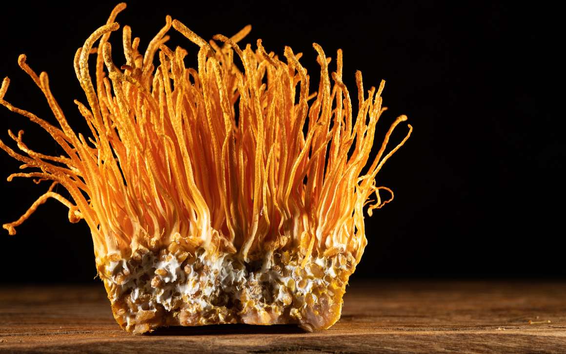 cordyceps