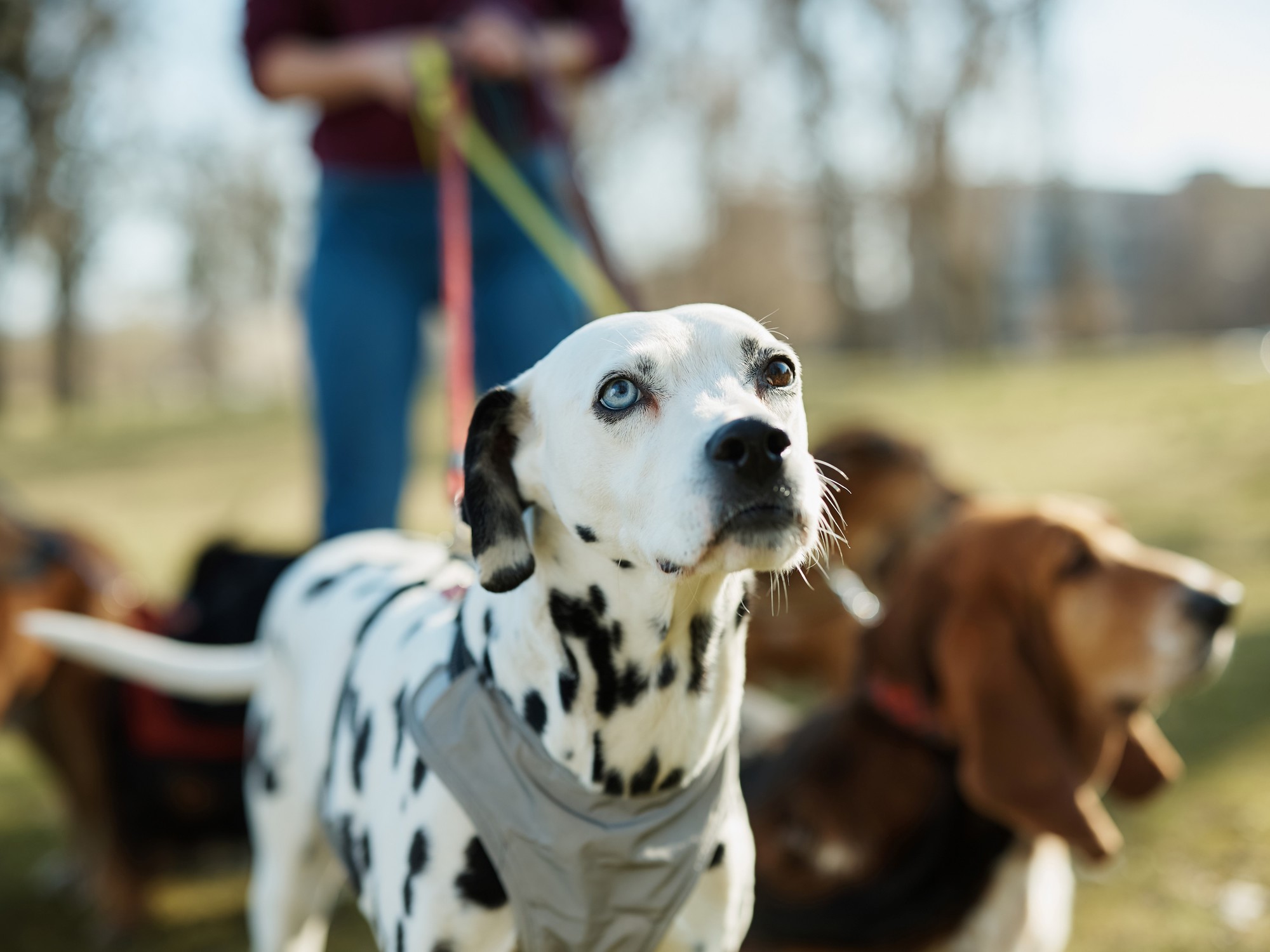 Día Mundial del Perro: la importancia de la adopción y el compromiso en